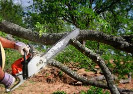 Best Tree Trimming and Pruning  in Lakin, KS